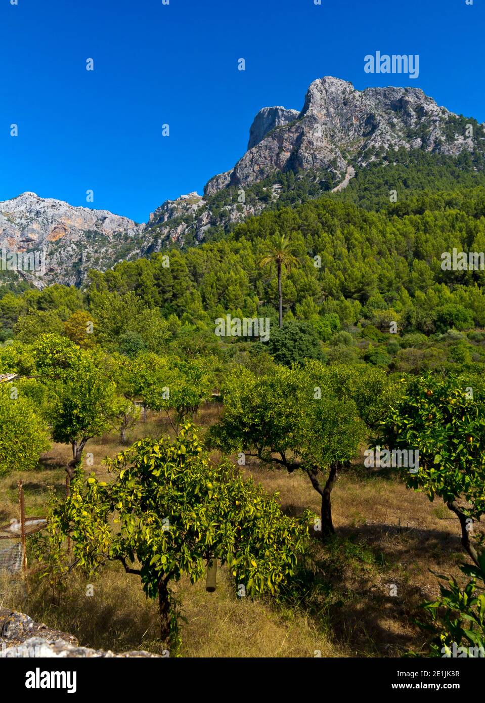 Oliviers au-dessous de la chaîne de montagnes Serra de Tramuntana à Biniaraix un village dans le nord-ouest de Majorque une des îles Baléares d'Espagne. Banque D'Images