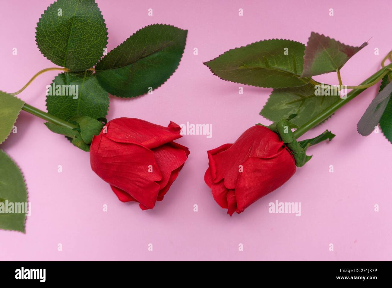 roses placées sur un fond rose avec une vue de dessus, pour l'amour et l'amitié jour, saint valentin Banque D'Images