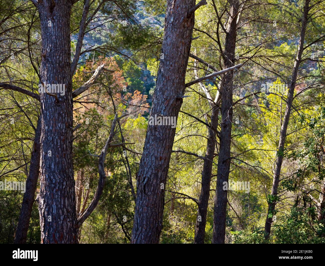 Pins dans les bois dans les montagnes de la Serra de Tramuntana près de Soller dans le nord-ouest de Majorque Espagne un site classé au patrimoine mondial de l'UNESCO. Banque D'Images
