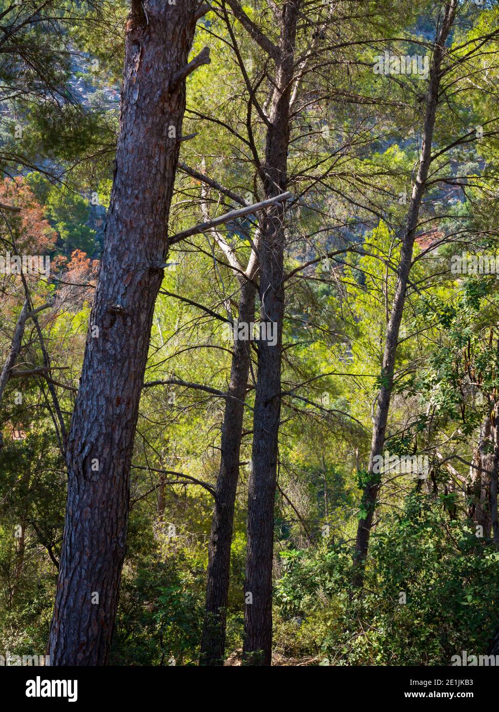 Pins dans les bois dans les montagnes de la Serra de Tramuntana près de Soller dans le nord-ouest de Majorque Espagne un site classé au patrimoine mondial de l'UNESCO. Banque D'Images