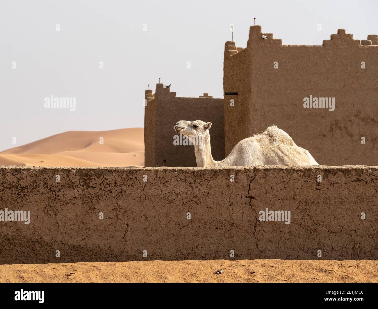Un chameau blanc ou un dromadaire à l'intérieur d'une construction typique du désert du Sahara au Maroc. Banque D'Images
