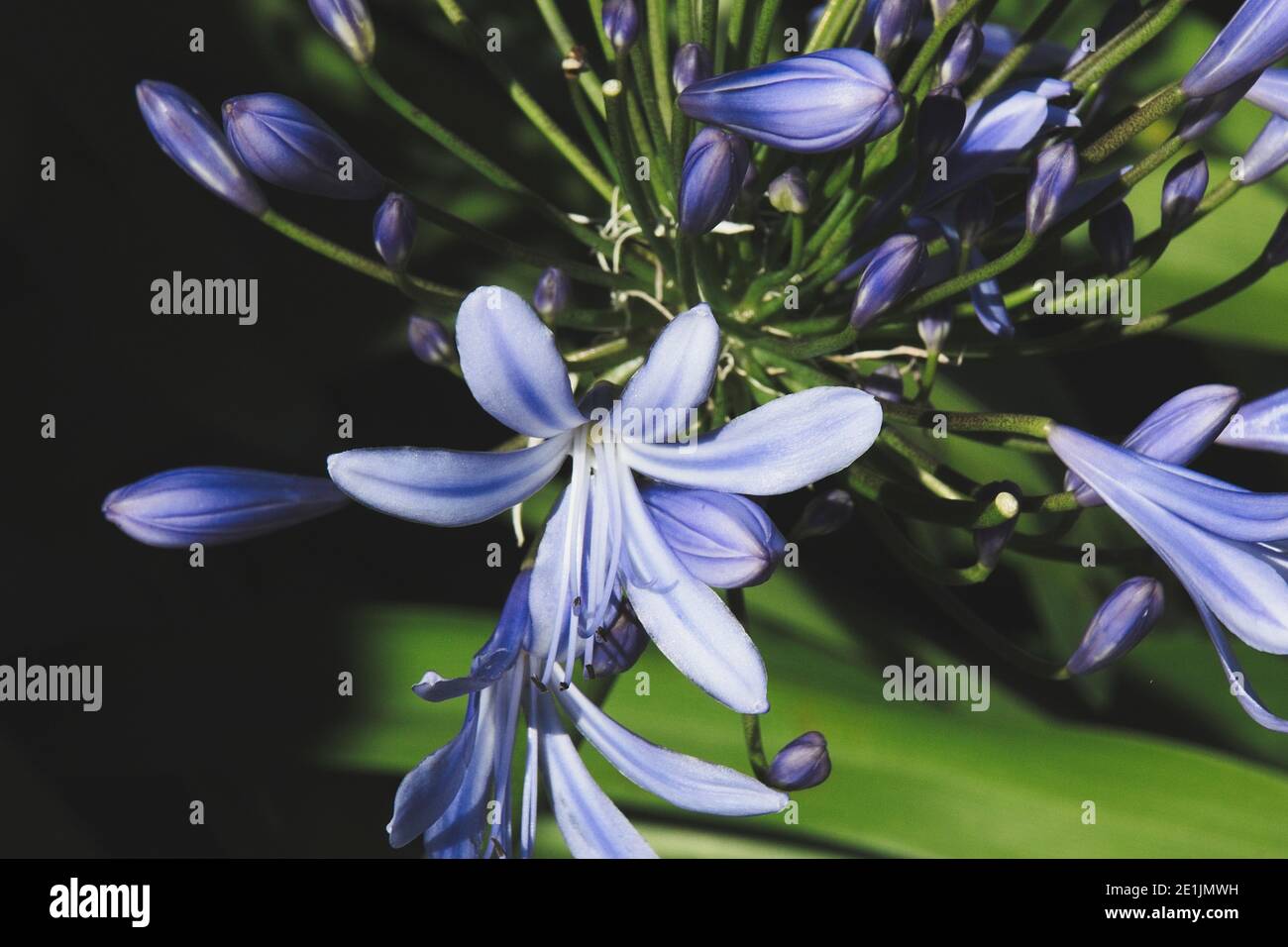 Fleur dans le vent Banque D'Images