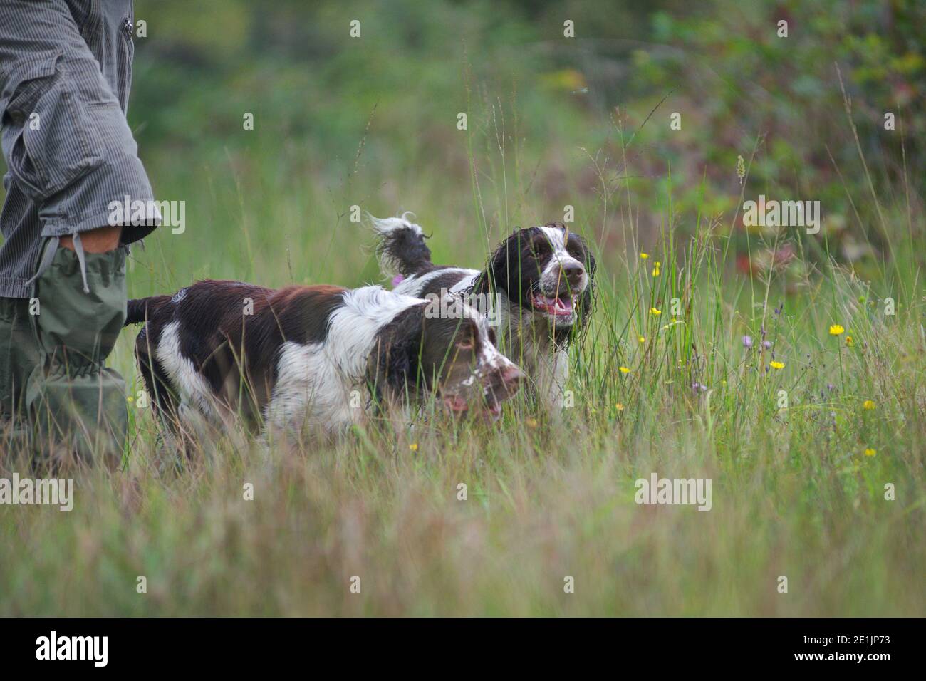 Deux Springer Spaniels anglais marchant dans la grande herbe près de leur propriétaire. C'est un jour de chasse et les chiens sont à la recherche d'oiseaux pour rincer Banque D'Images