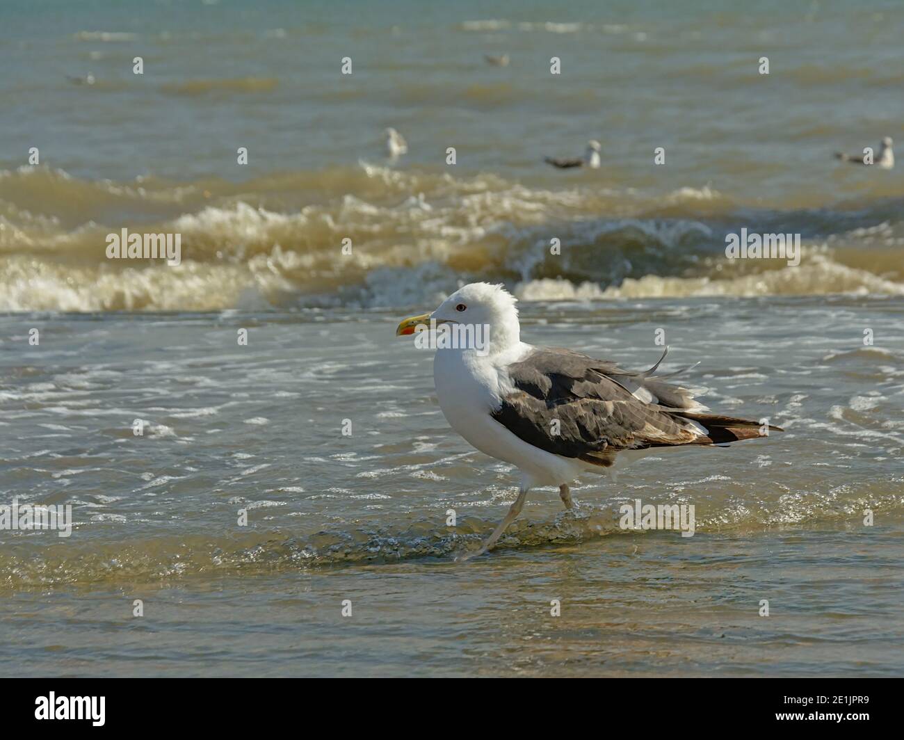 Plus grand goéland à dos noir dans les vagues sur la rive du Tage, Lisbonne. Attention sélective - Larus marinus Banque D'Images