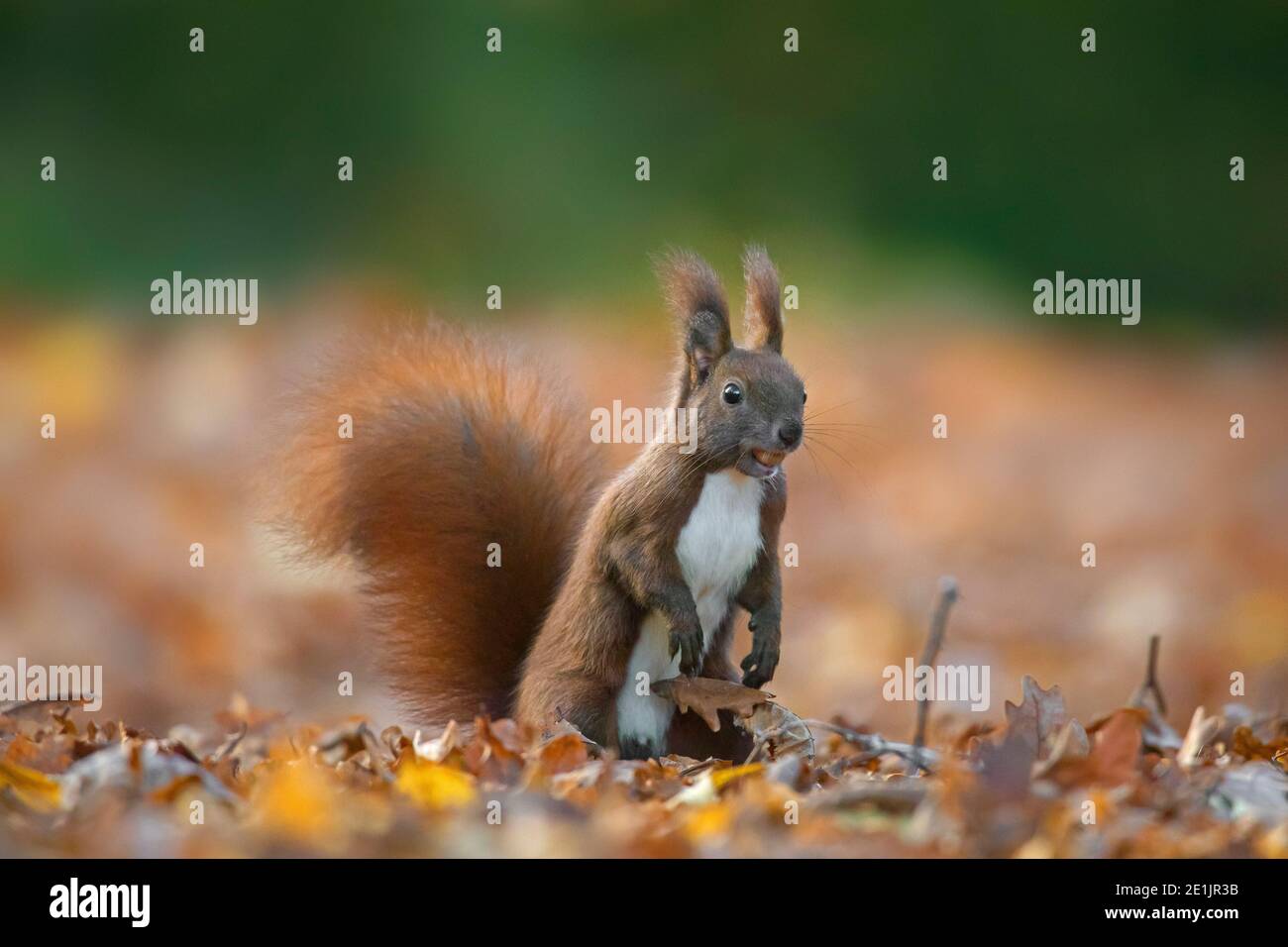 Écureuil rouge eurasien mignon (Sciurus vulgaris) recherche de nourriture sur le sol dans la litière de feuilles sur la forêt sol en forêt d'automne Banque D'Images