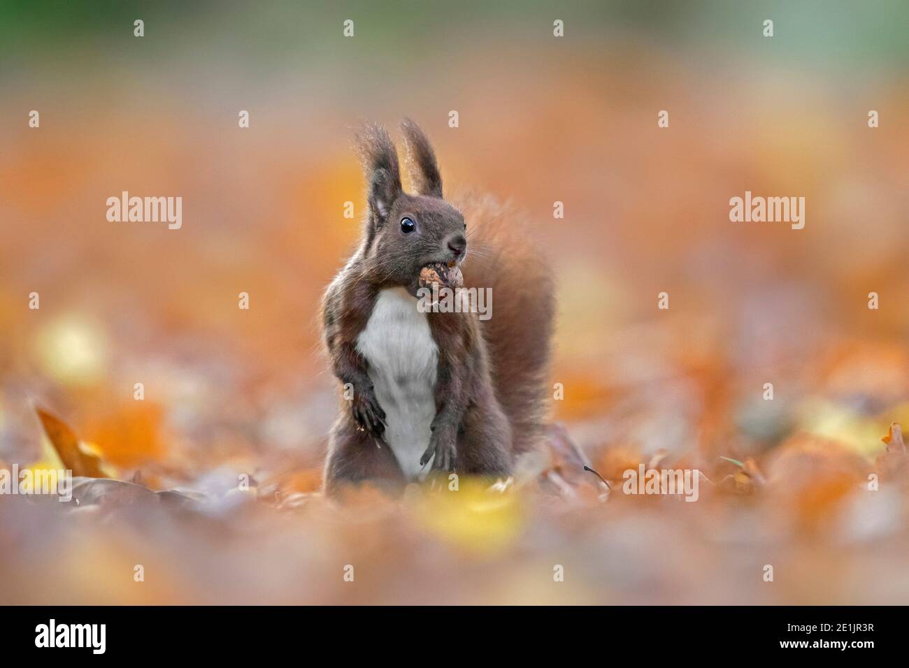 Écureuil rouge eurasien mignon (Sciurus vulgaris) recueillir les écrous sur le sol dans la litière de feuilles sur le plancher de forêt dans les bois d'automne Banque D'Images