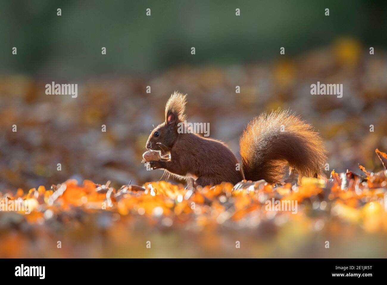 Écureuil rouge eurasien mignon (Sciurus vulgaris) recueillir les écrous sur le sol dans la litière de feuilles sur le plancher de forêt dans les bois d'automne Banque D'Images