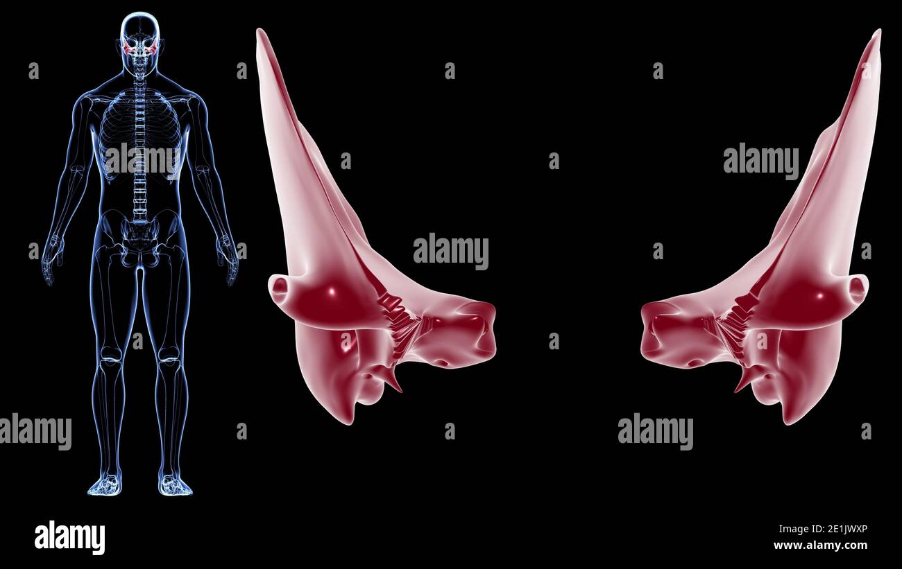 Squelette humain crâne Temporal Bone Anatomie pour le concept médical Illustration 3D Banque D'Images