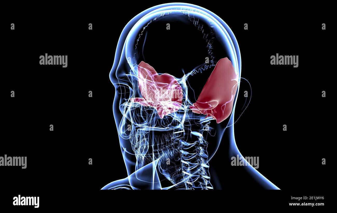Squelette humain crâne Temporal Bone Anatomie pour le concept médical Illustration 3D Banque D'Images