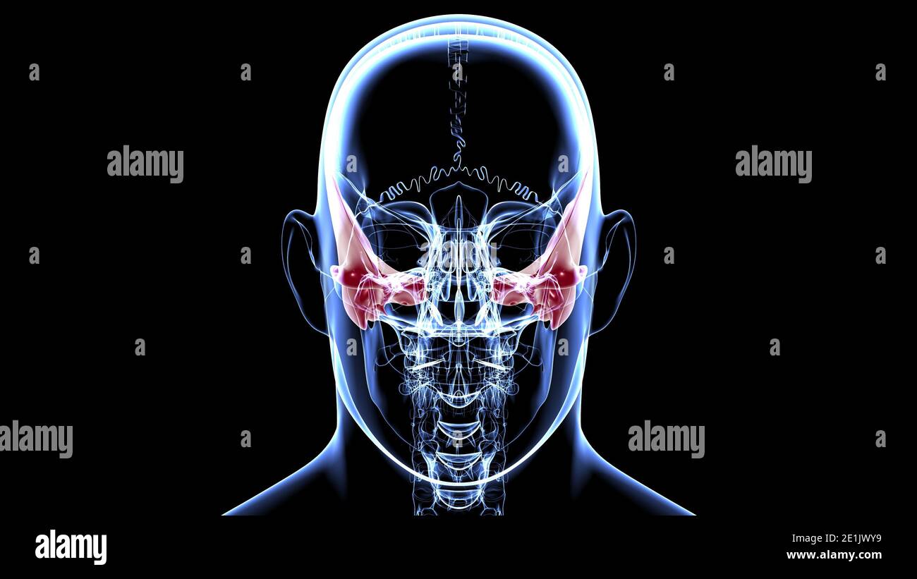 Squelette humain crâne Temporal Bone Anatomie pour le concept médical Illustration 3D Banque D'Images