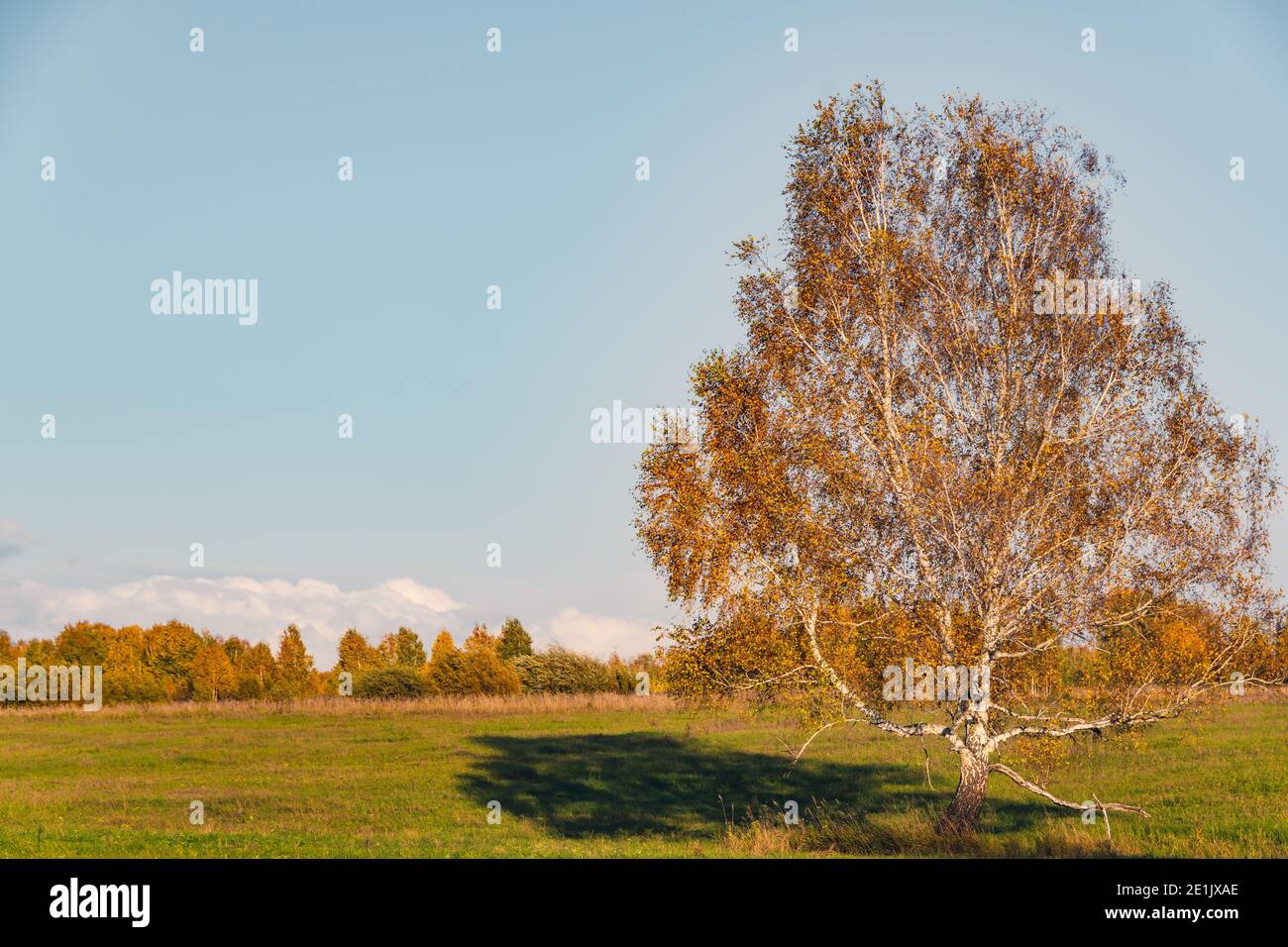 Paysage d'automne avec des arbres jaunes et des nuages Banque D'Images