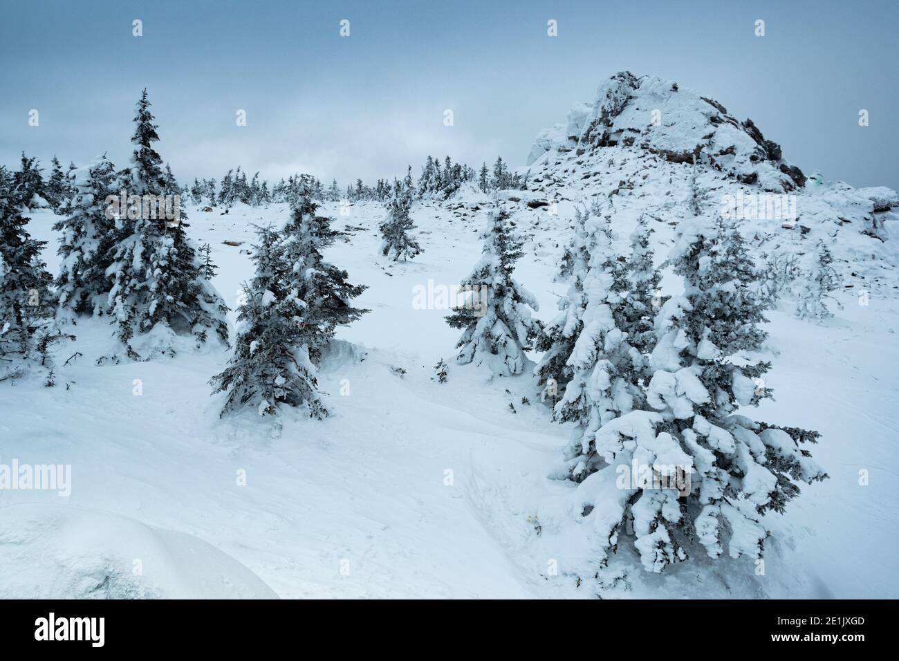 Sapins gelés sur le flanc de la montagne. Forêt de neige sous un ciel nuageux d'hiver. Arbres couverts de givre et de neige dans les montagnes Banque D'Images