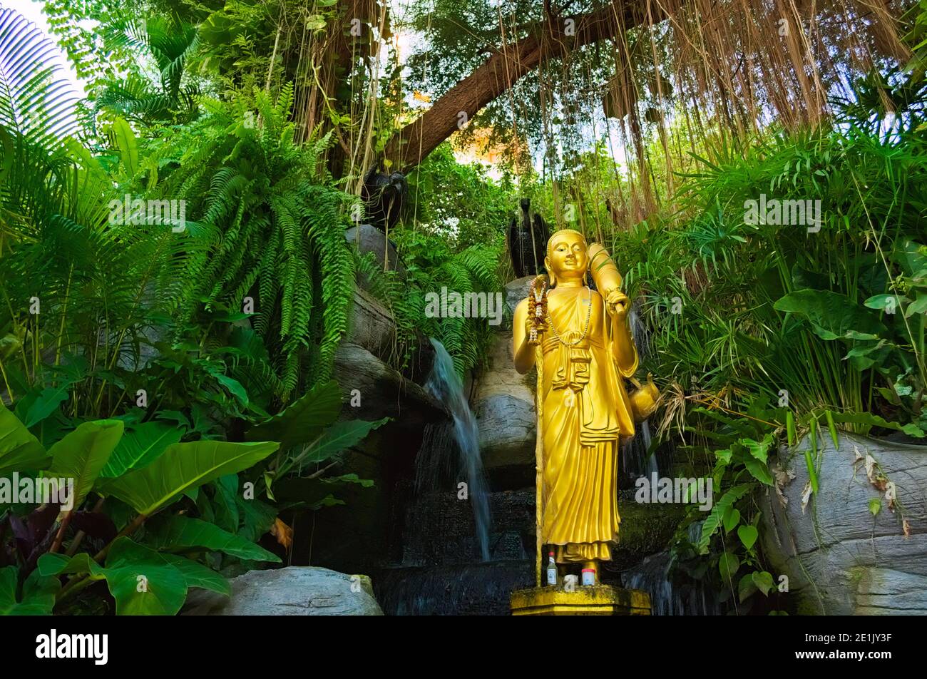 Statue de Bouddha d'or sous des feuilles d'arbre vert frais dans le jardin de Wat Saket ou temple du Mont d'or. Bangkok, Thaïlande. Banque D'Images
