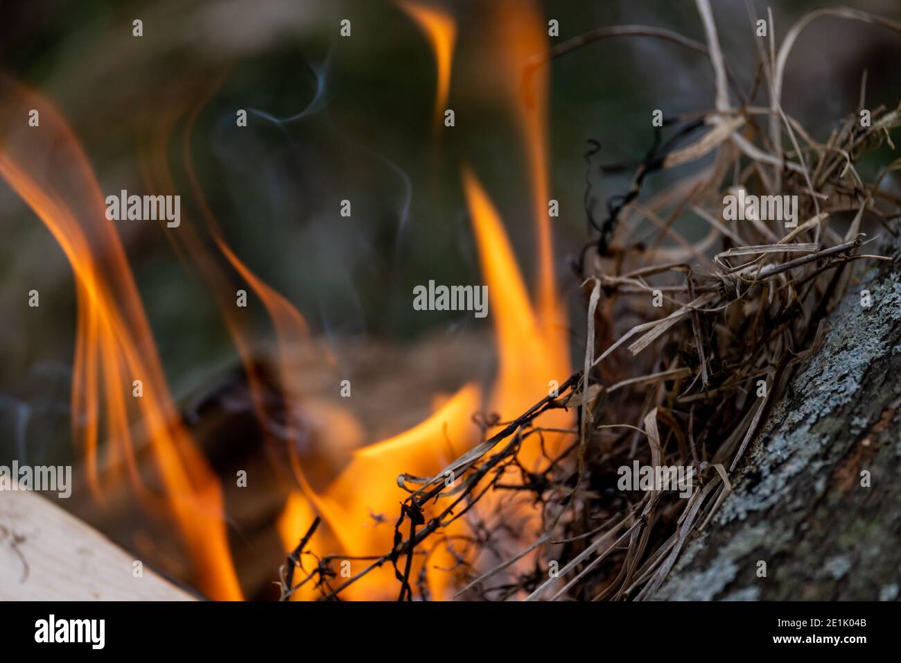 Des lames de verre séchées sont placées sur une bûche de bois dans un feu extérieur brûlant comme s'allumer. Une partie de l'herbe est déjà brûlée et fume à mesure que les flammes montent Banque D'Images