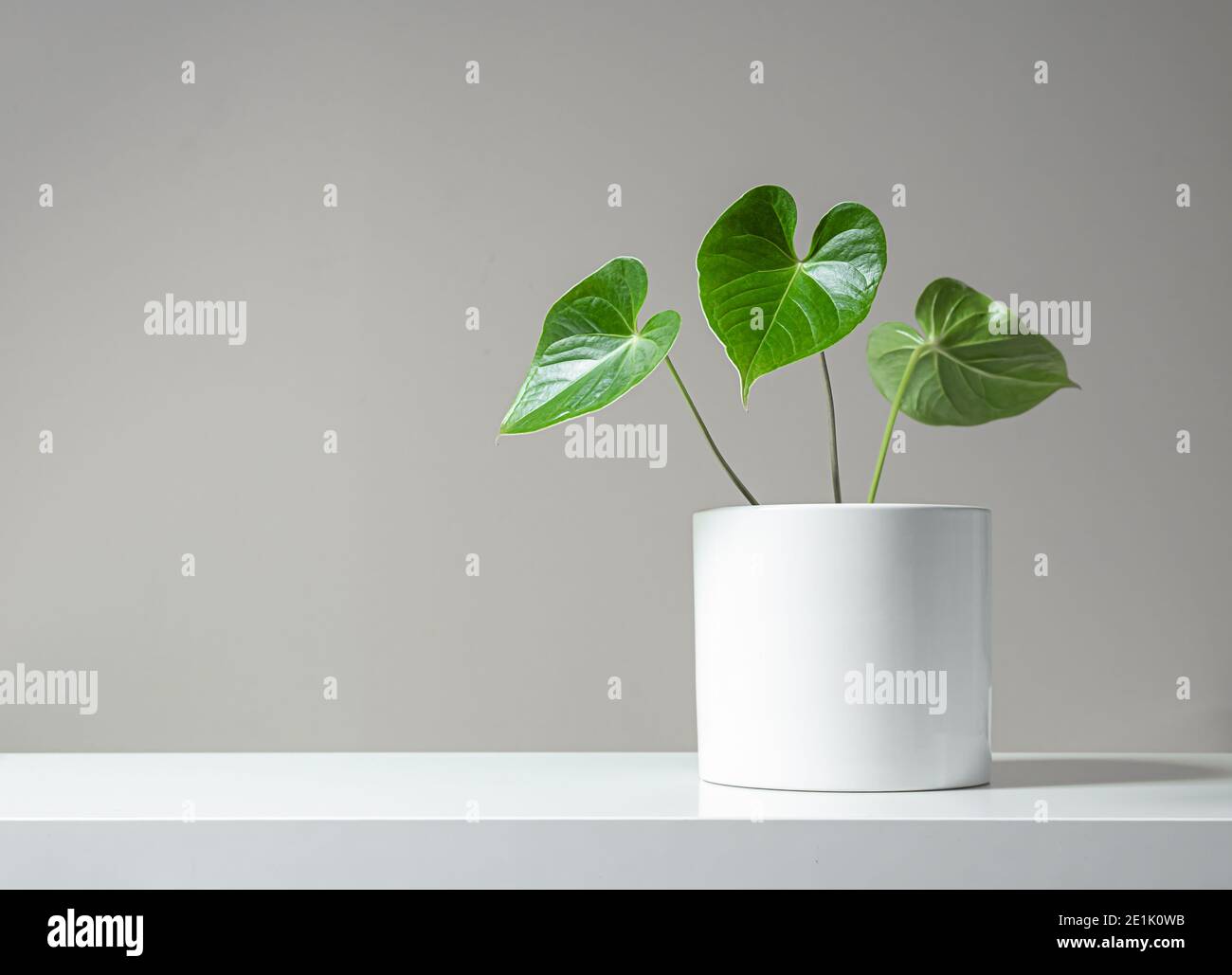 Belles feuilles d'anthurium dans un pot blanc sur fond clair, minimalisme et style scandinave Banque D'Images