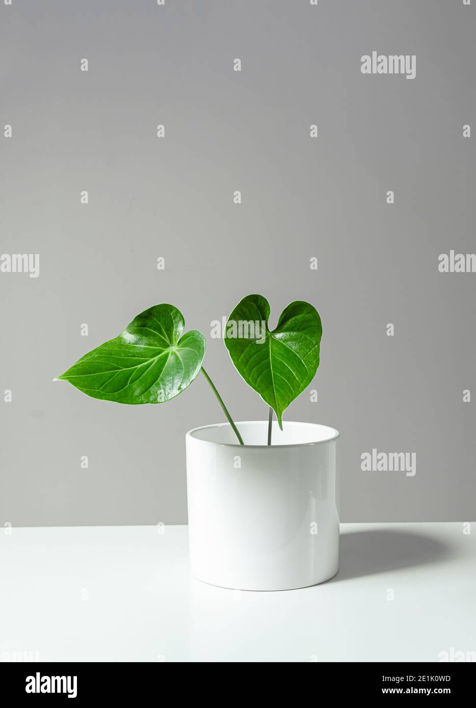Anthurium maison plante dans un pot blanc debout sur la table blanche, concept de minimalisme à l'intérieur Banque D'Images