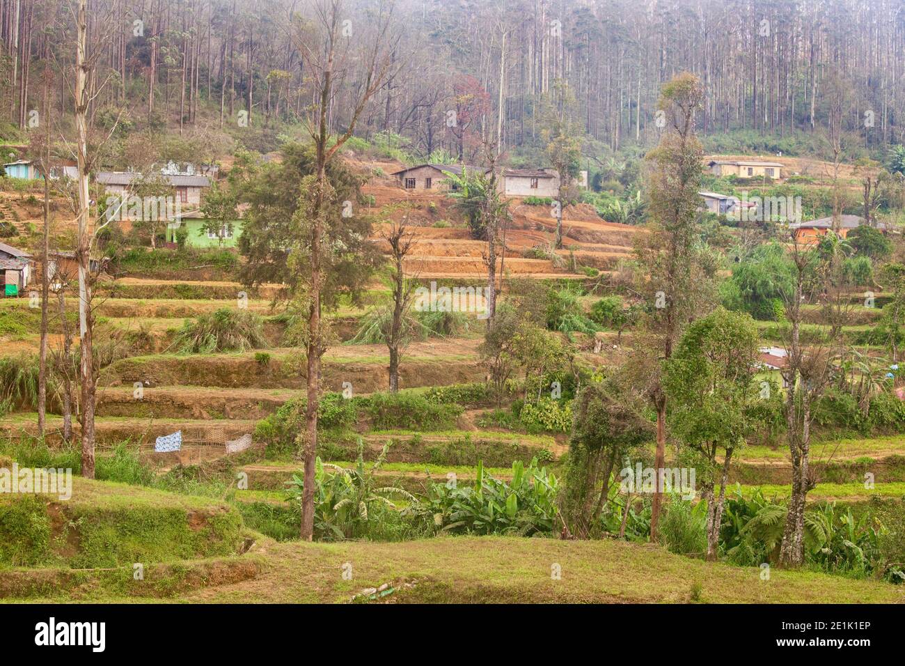 Plantations de thé et maisons dans les Highlands entourant Nuwara Eliya, Sri Lanka Banque D'Images