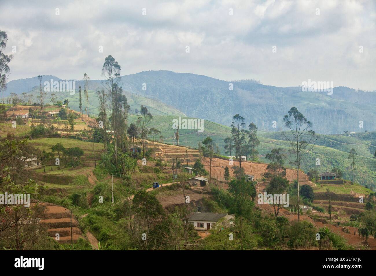 Les plantations de thé de Nuwara Eliya, Sri Lanka Banque D'Images