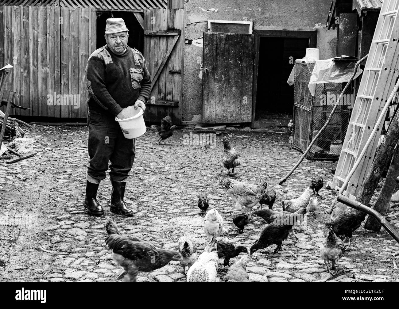 Un agriculteur roumain nourrit des poulets dans la ferme Banque D'Images