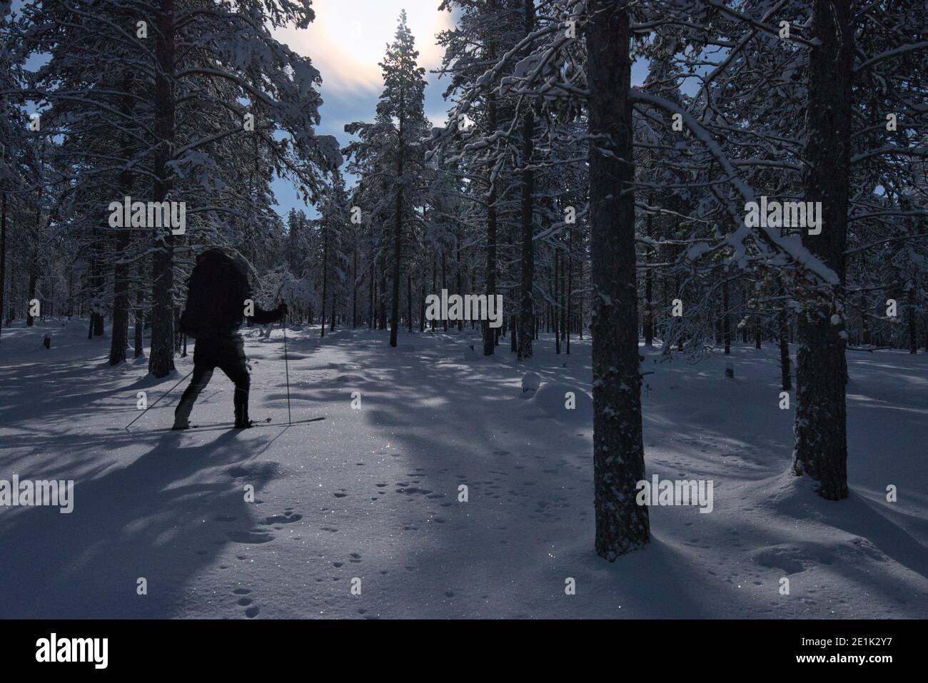 Skieur en forêt de lune, Muonio, Laponie, Finlande Banque D'Images