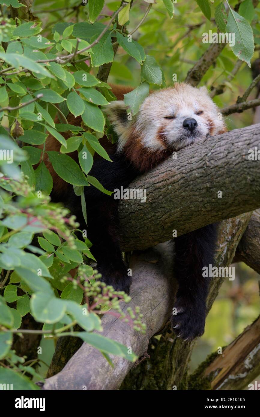 Panda rouge, Ailurus fulgens, dans l'arbre Banque D'Images