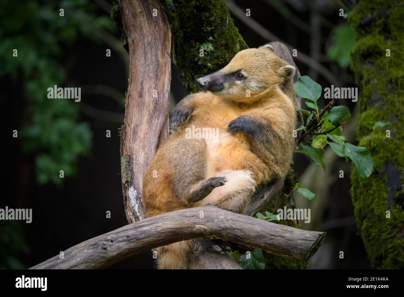 Coati sud-américain ou Coati à queue circulaire, Nasua nasua Banque D'Images