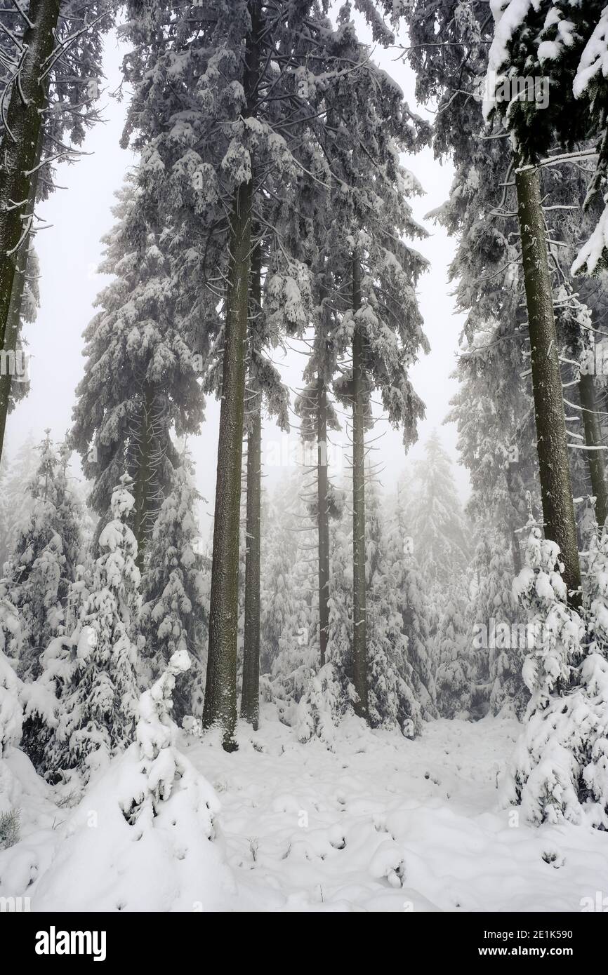 Journée brumeuse et enneigée dans la forêt. Visibilité très limitée. Personne Banque D'Images