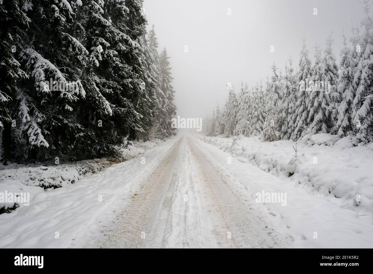 Chemin dans la forêt à travers la neige et le brouillard. Lumière blanche, visibilité limitée. Personne Banque D'Images
