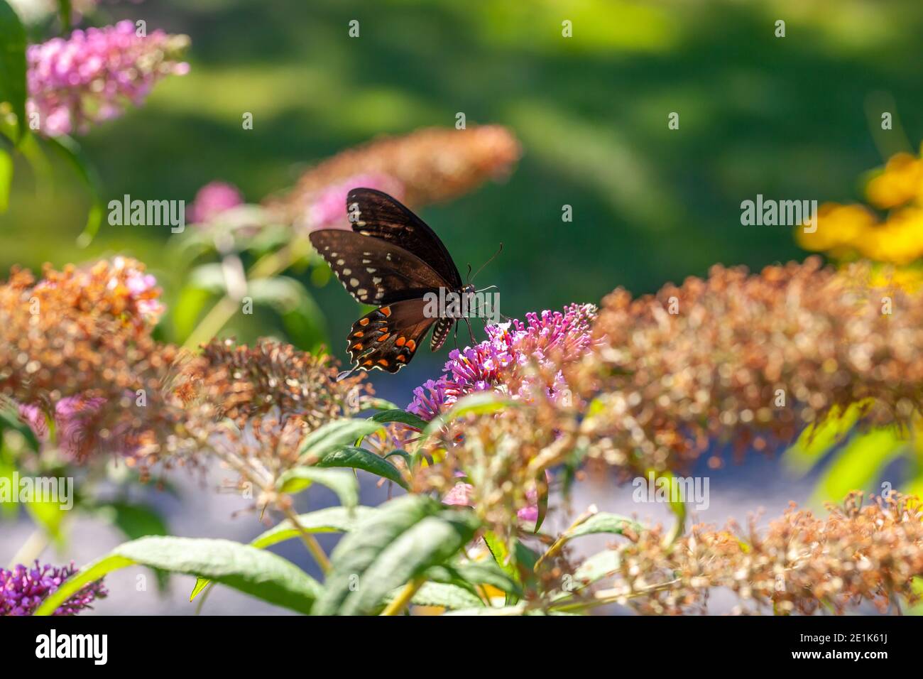 Papilio polyxenes, l'Est, swallowtail noir-américain ou machaon machaon panais Banque D'Images