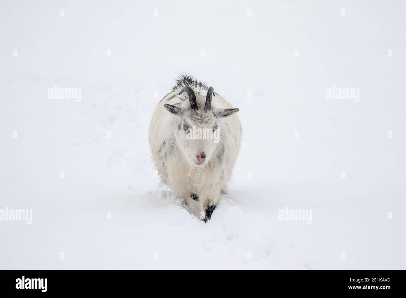 Dans la neige de chèvre Banque D'Images