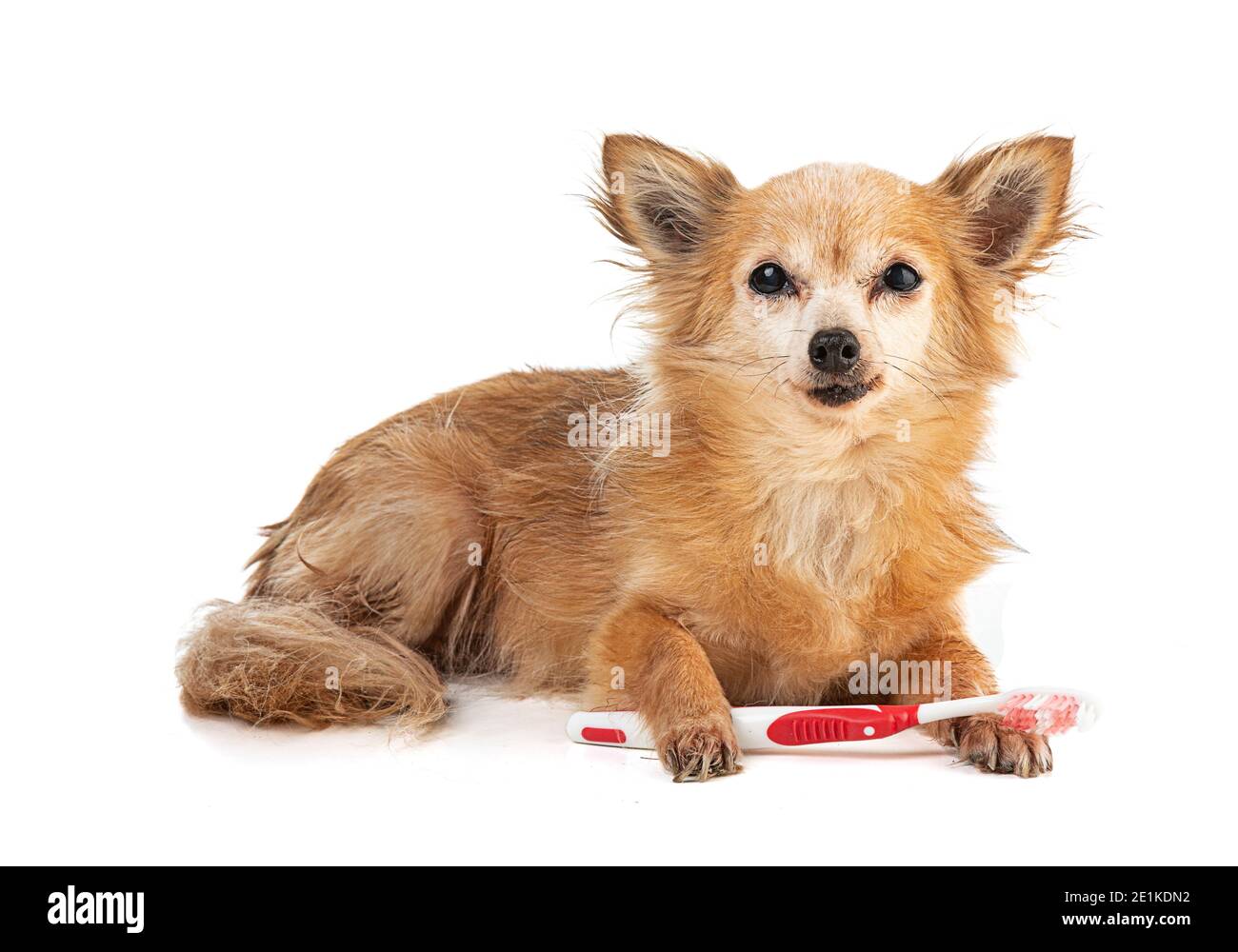 Chihuahua avec une brosse à dents rouge dans la bouche sur un arrière-plan blanc Banque D'Images