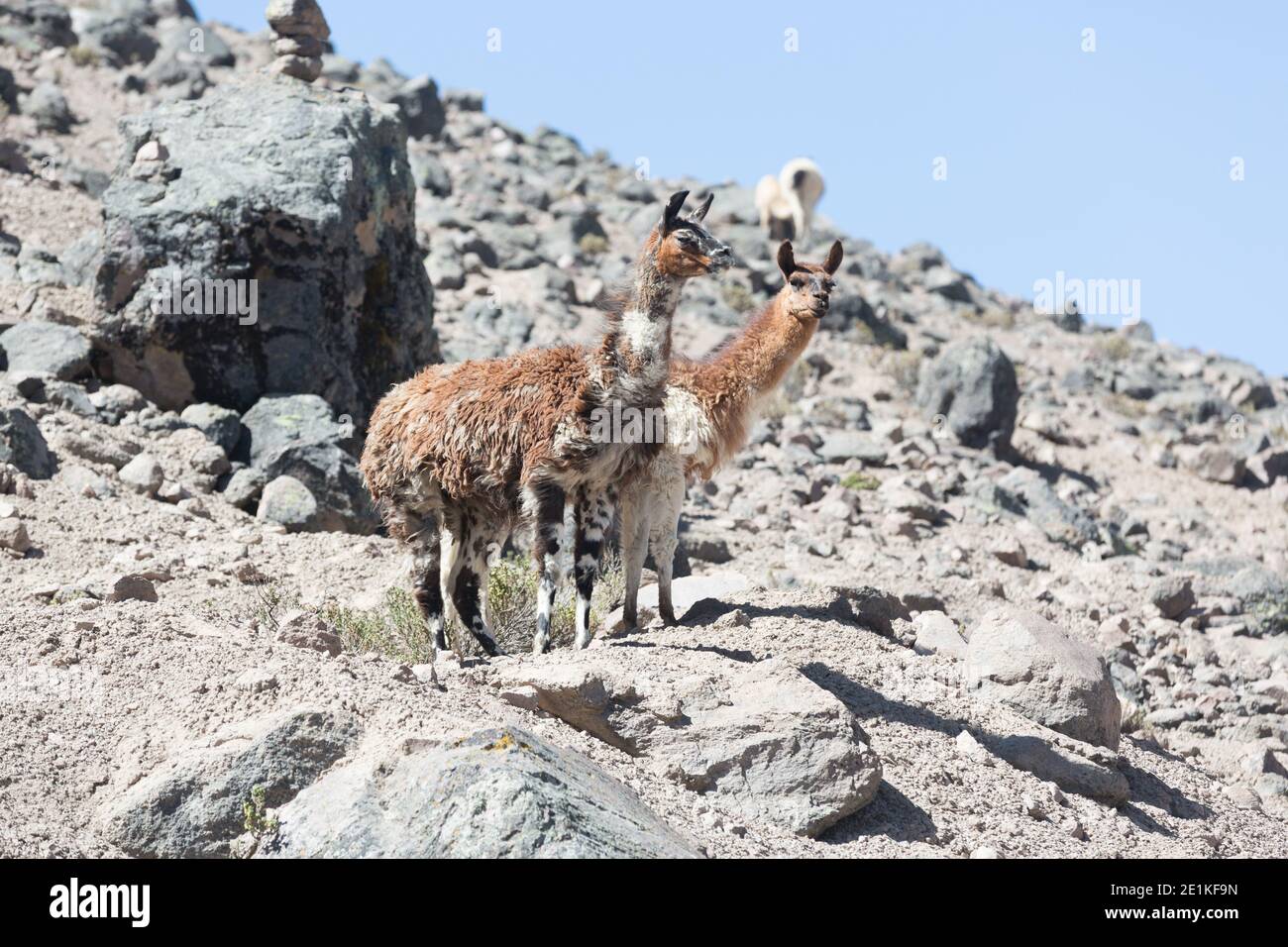 Lamas et Alpaca près de Colca Canyon Banque D'Images