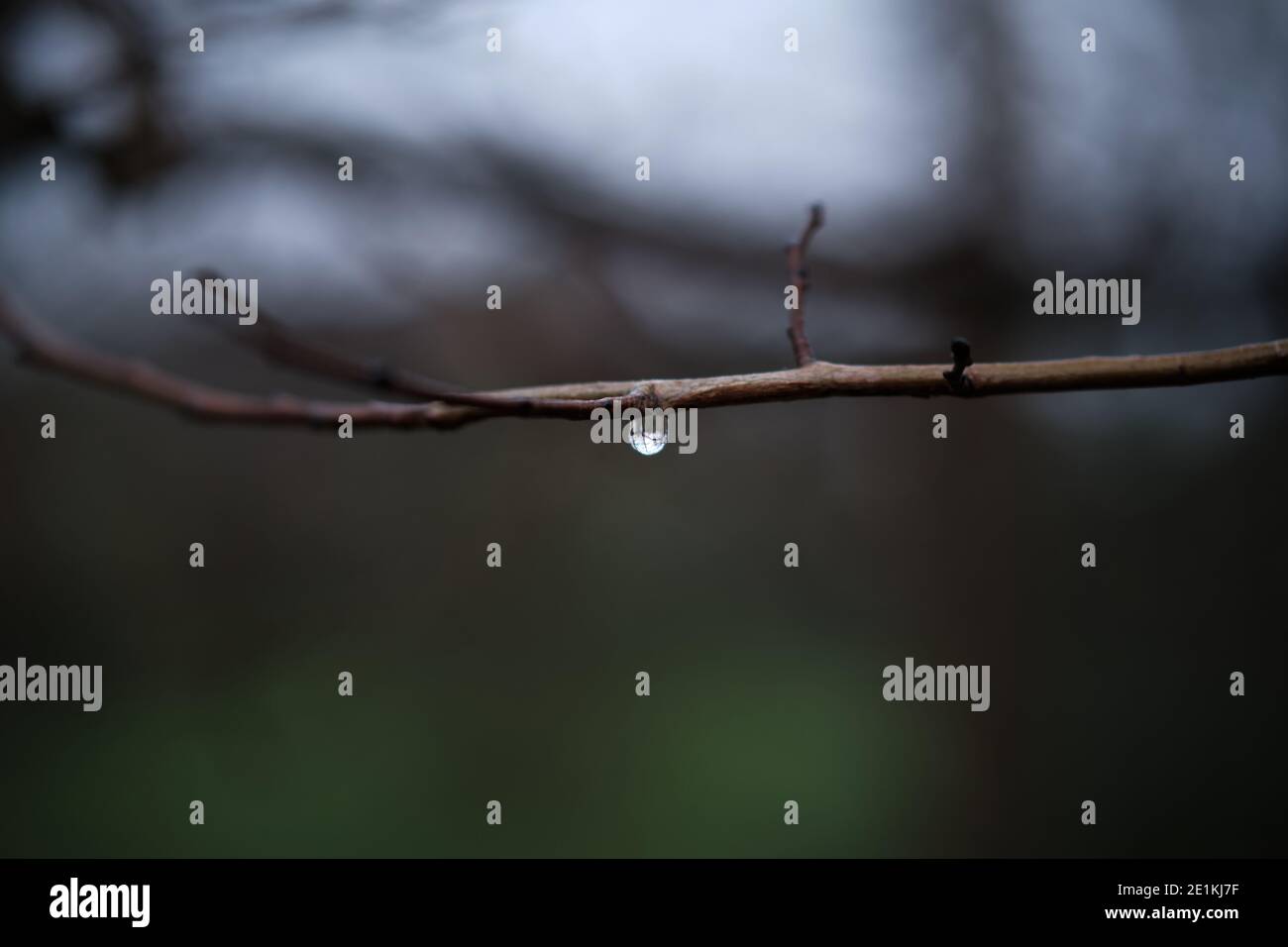 Faites une brindille avec une goutte d'eau le jour d'hiver Banque D'Images