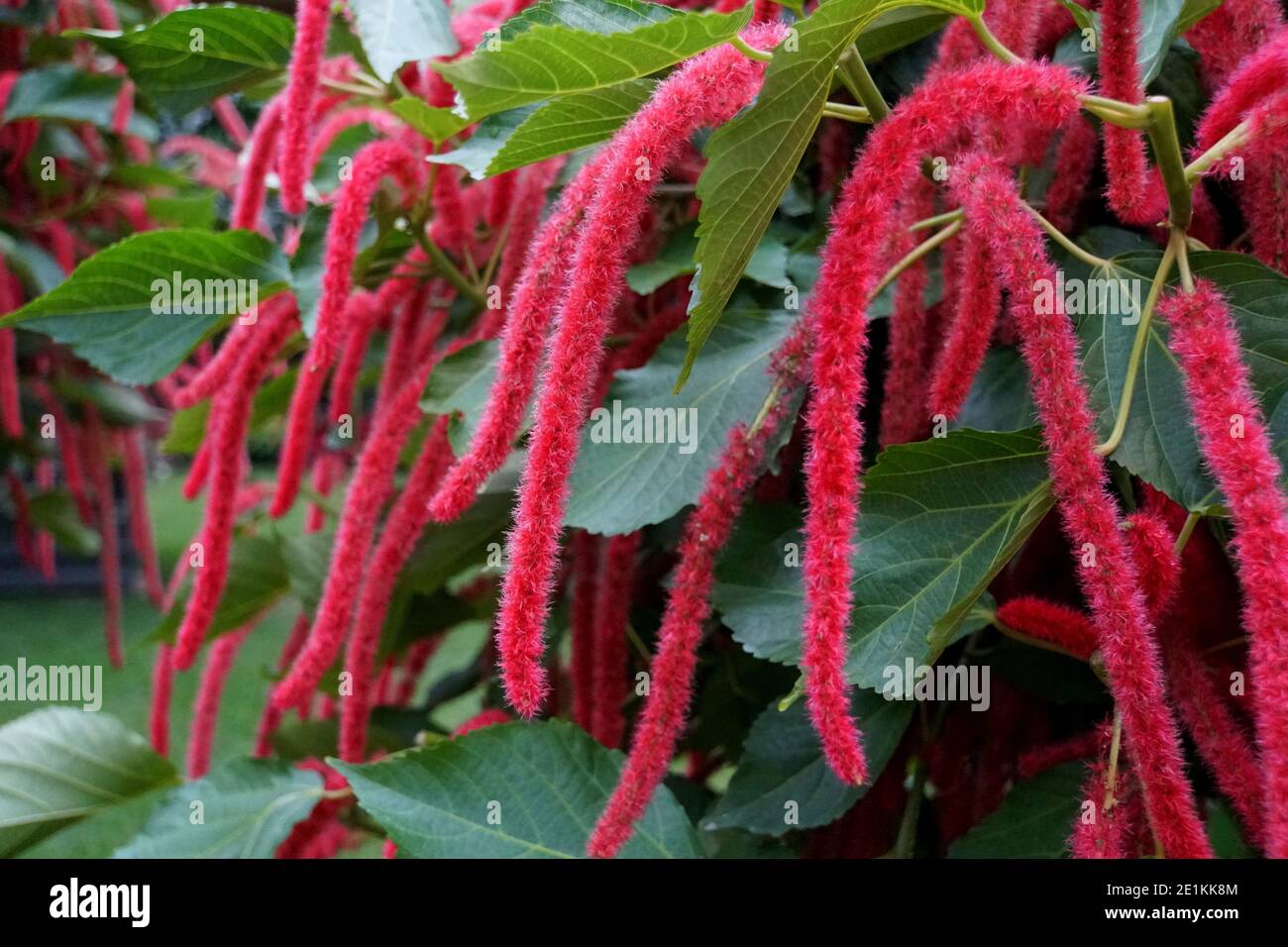 Rouge chat queue fleurs avec des feuilles vertes Banque D'Images