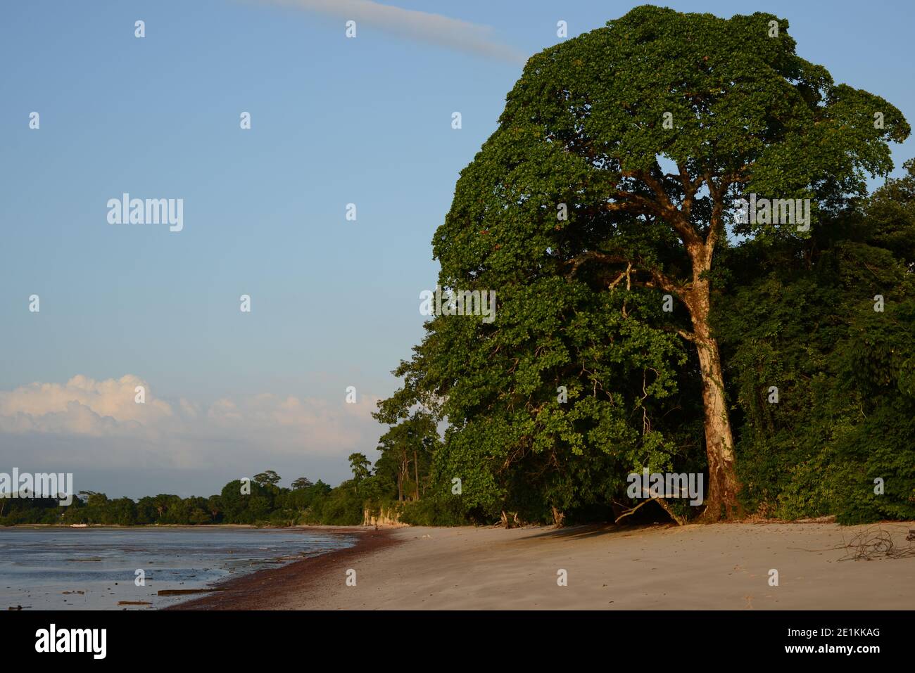 Grand arbre. Plage d'Itupanema, forêt amazonienne, Barcarena, État de Pará, Brésil. Banque D'Images
