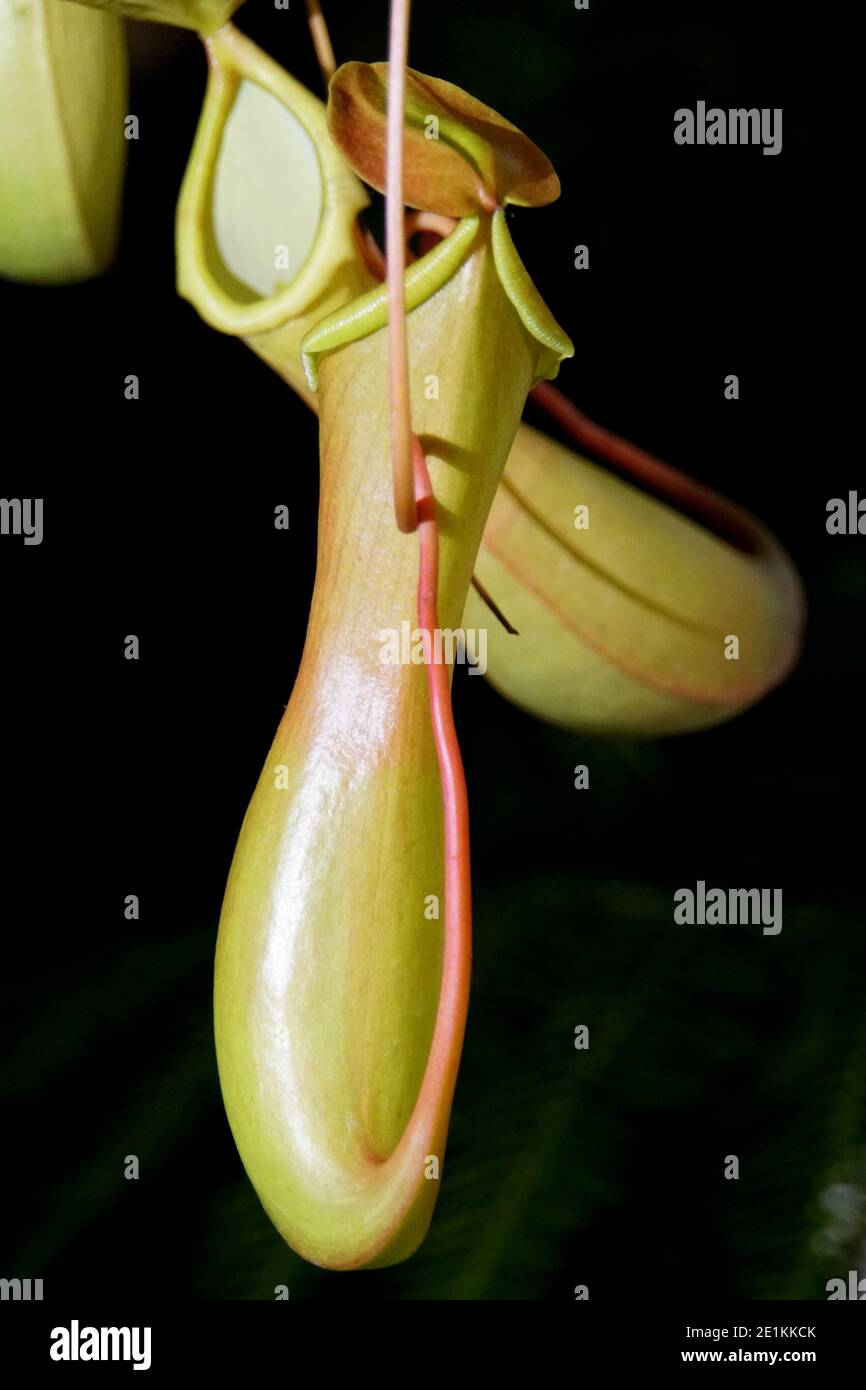 Plante de pichet carnivore, également connue sous le nom de piège à pitfall, sur fond noir isolé Banque D'Images