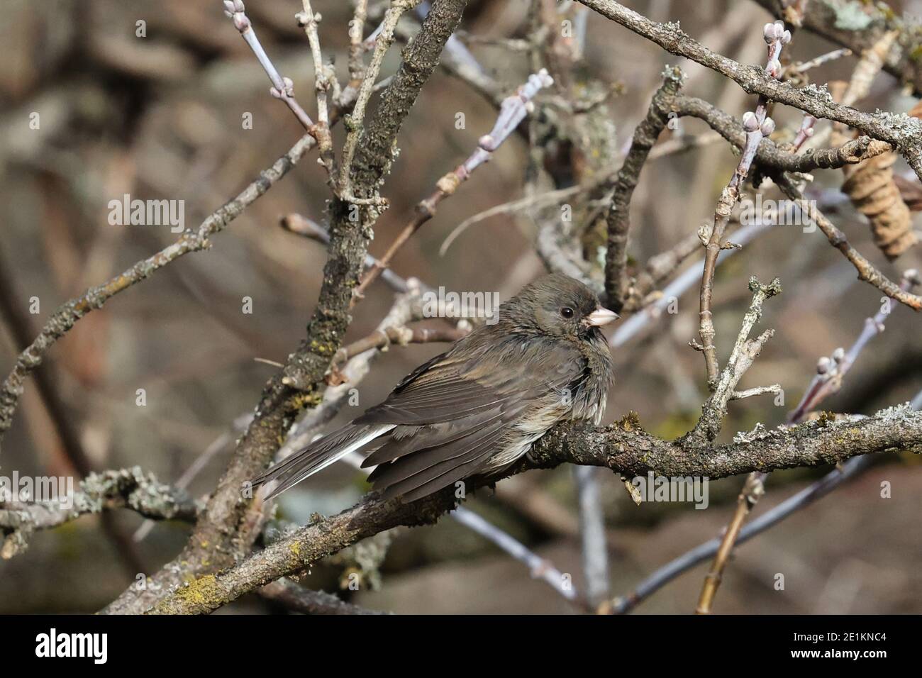 Juncos dans les arbres qui s'assèchent après le bain Banque D'Images