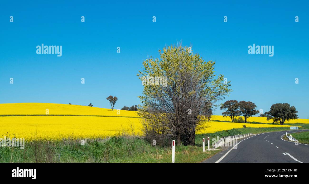 Canola rural champs de colza en fleur jaune photo prise de perspective de l'autoroute à travers les champs contre le ciel bleu Banque D'Images