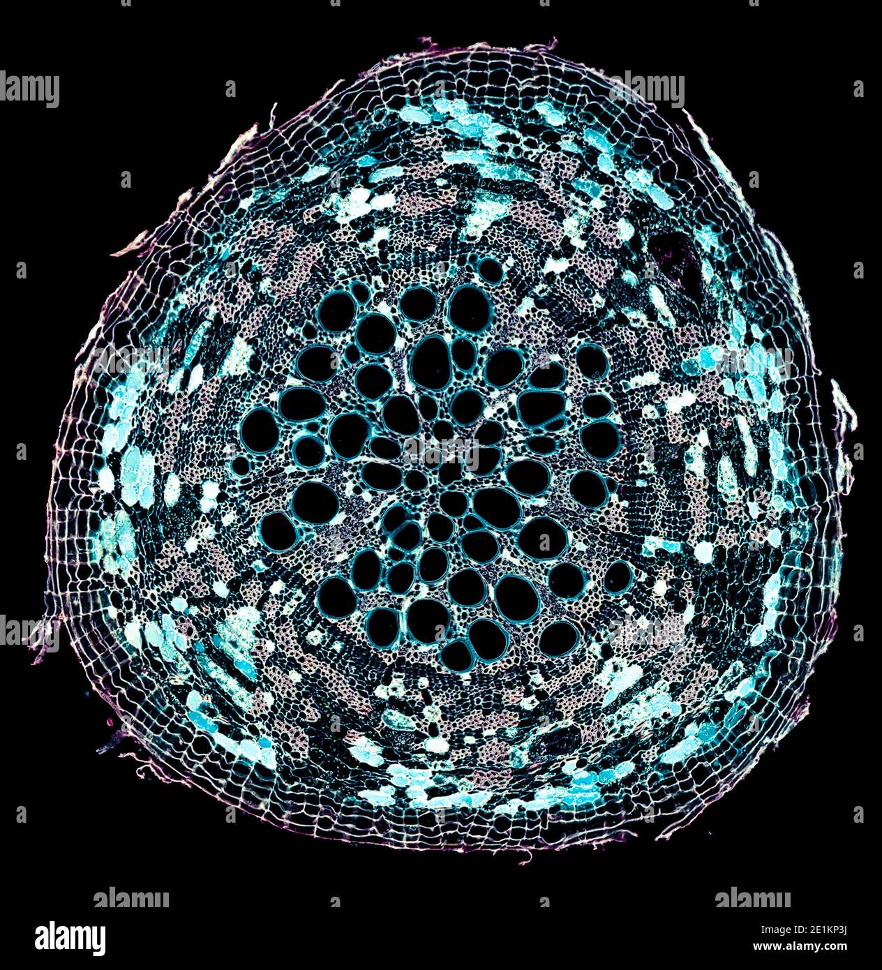 coupe transversale sous le microscope – vue microscopique de cellules végétales pour l'éducation botanique Banque D'Images