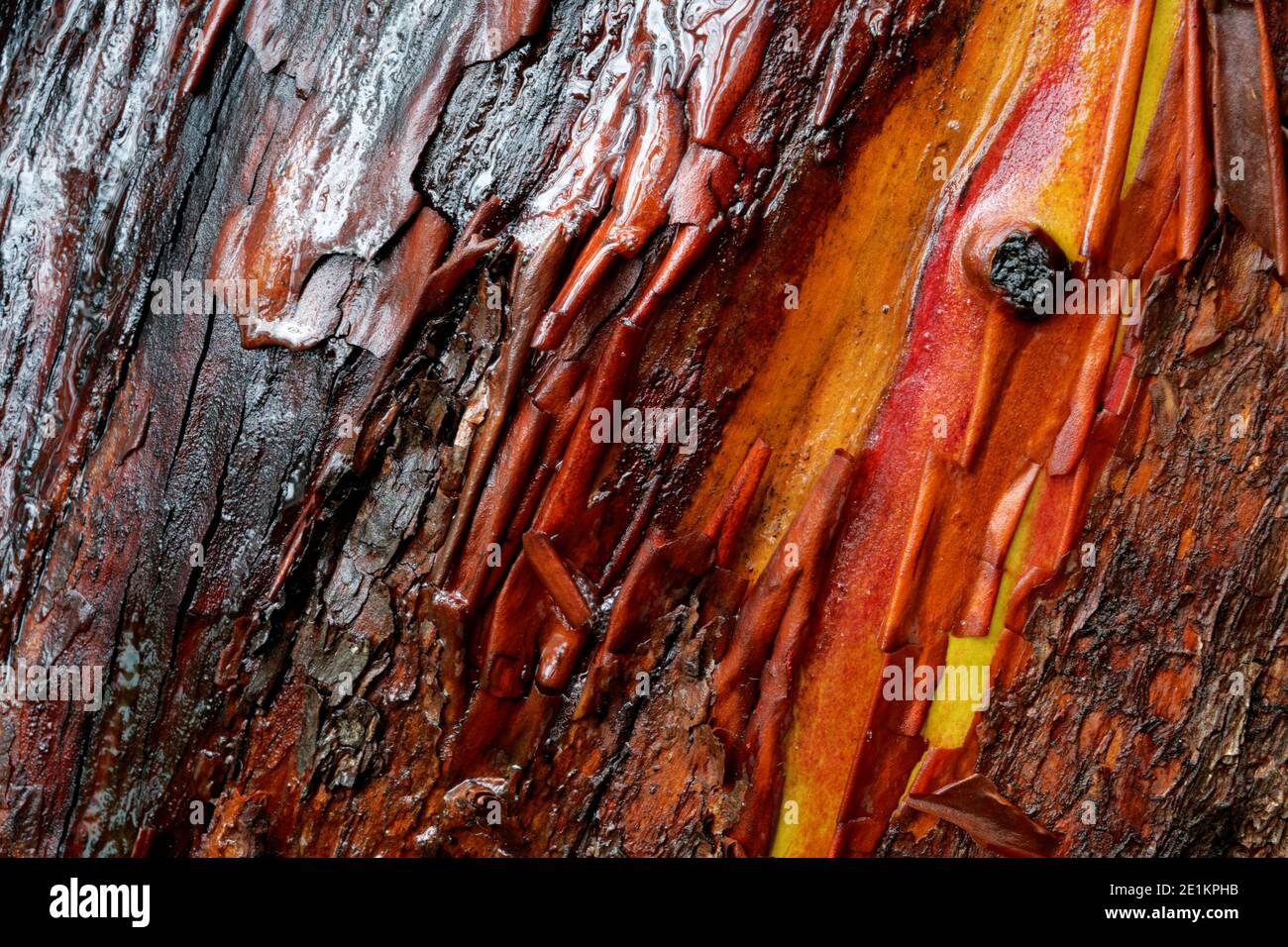 Gros plan de l'écorce de l'arbre du Madrone du Pacifique (Arbutus menziesii) aux teintes orange et marron rouges et aux textures lisses et rugueuses, Washington Park, Anacortes, Wa Banque D'Images