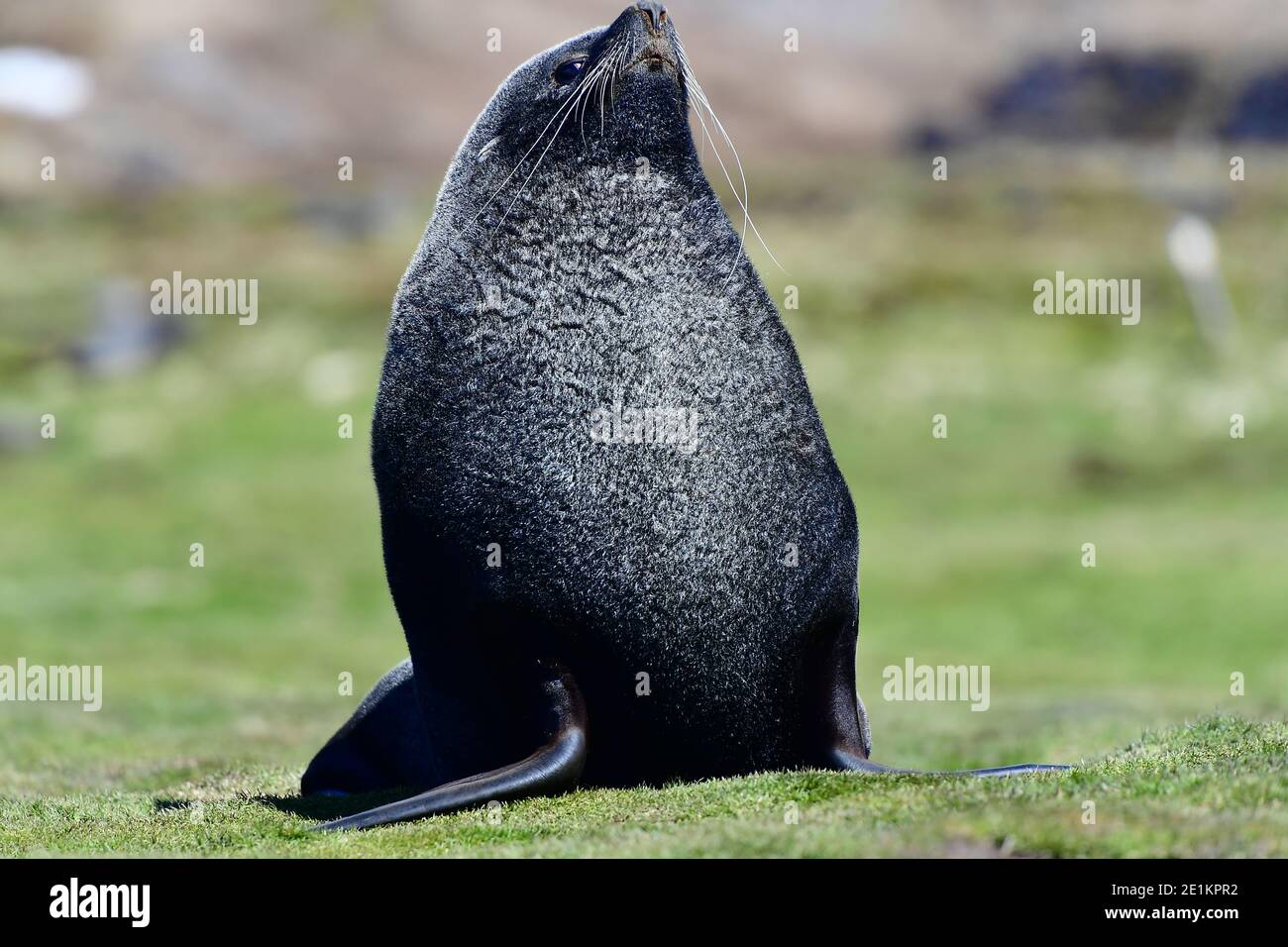 Le taureau du phoque à fourrure de l'Antarctique (Arctocephalus gazella), dans la plaine herbeuse de Géorgie du Sud, dans le sud de l'océan Atlantique. Banque D'Images