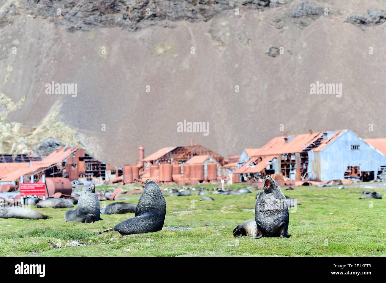 Otaries à fourrure antarctiques (Arctocephalus gazella) parmi les ruines de Stromness Whaling Station. Site historique de l'industrie de la chasse à la baleine. Banque D'Images