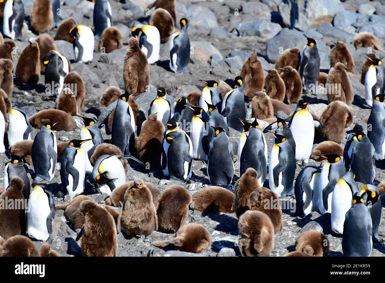 Les manchots du roi (Aptenodytes patagonicus) adultes et poussins dans une grande rookerie sur l'île de Géorgie du Sud, dans l'océan Atlantique Sud. Banque D'Images