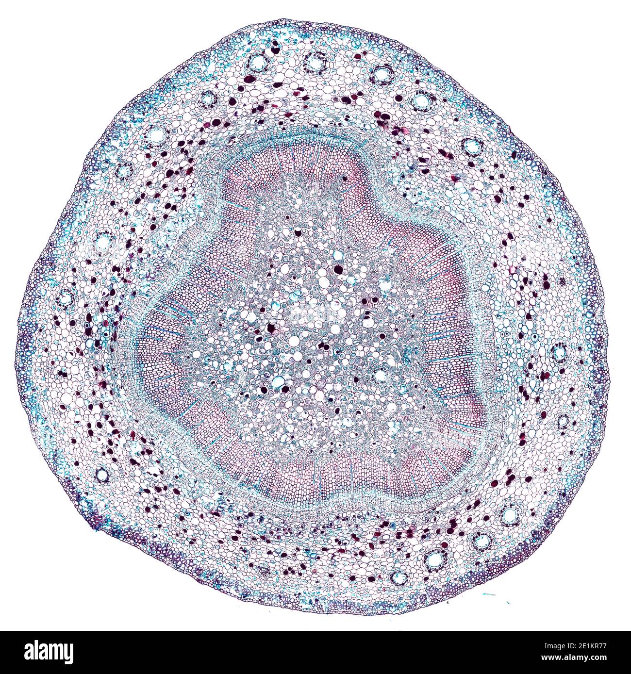 coupe transversale sous le microscope – vue microscopique de cellules végétales pour l'éducation botanique Banque D'Images