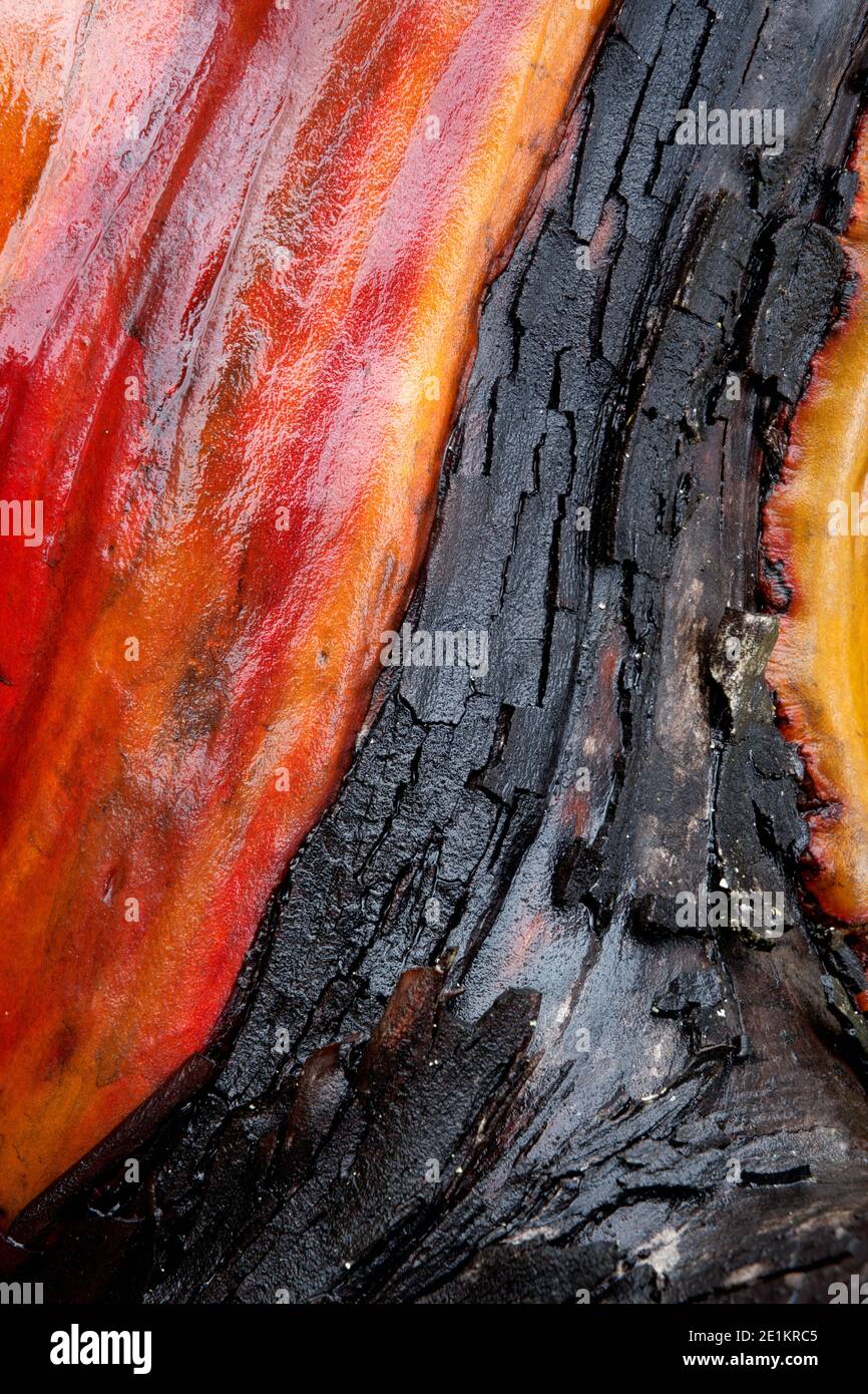 Gros plan de l'écorce de l'arbre du Madrone du Pacifique (Arbutus menziesii) aux teintes orange et marron rouges et aux textures lisses et rugueuses, Washington Park, Anacortes, Wa Banque D'Images