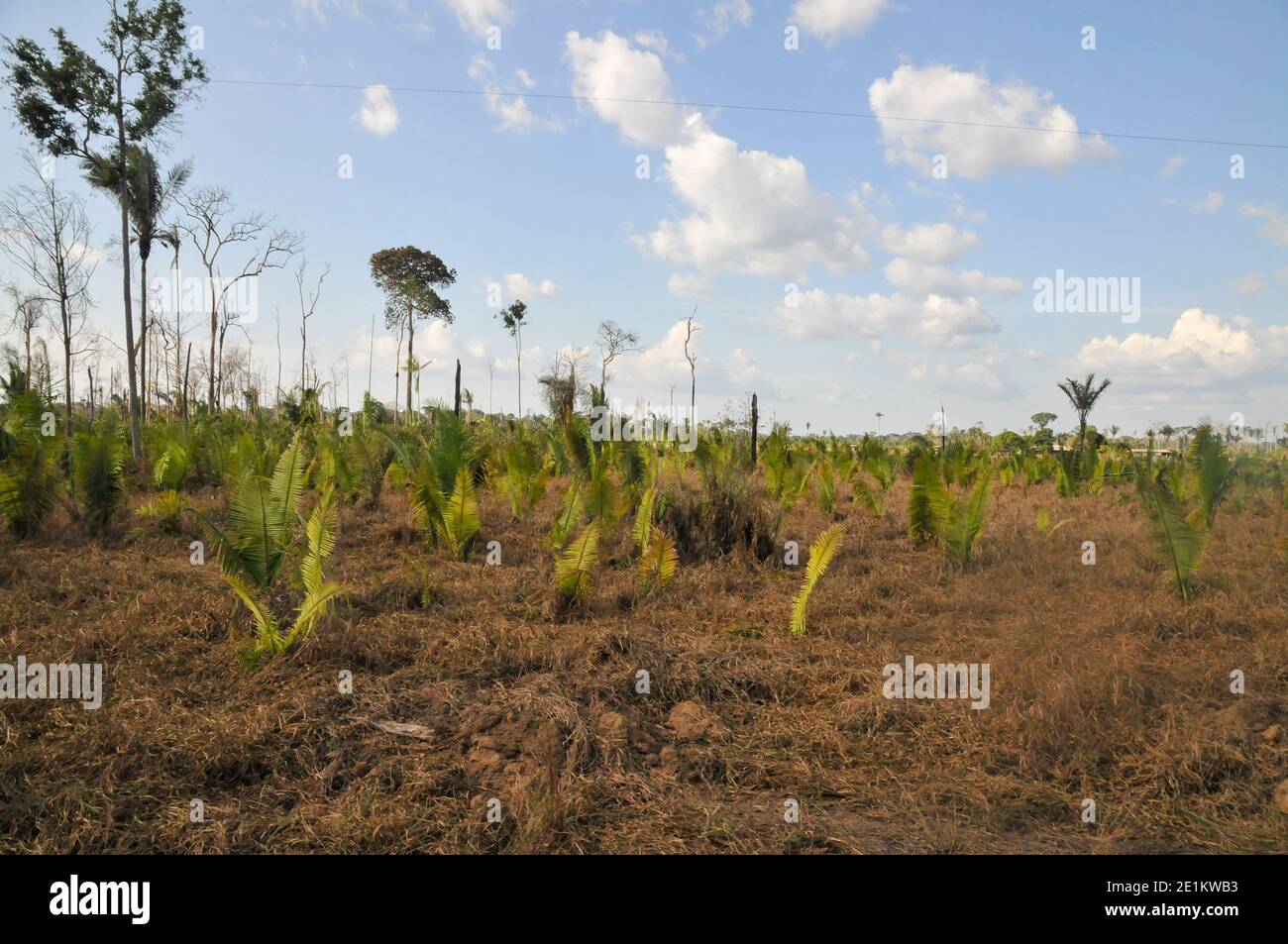 Les effets de la déforestation sur la forêt amazonienne au Brésil Banque D'Images