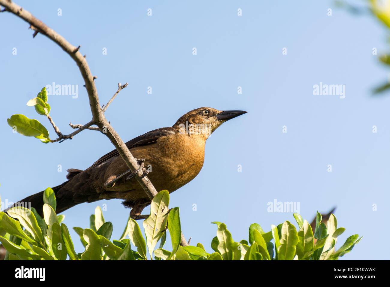 Le grackle à queue large de couleur argile ou le grackle mexicain ( Quiscalus mexicanus) est un oiseau de passerine de taille moyenne, très social, originaire du Nord et du Sud Banque D'Images