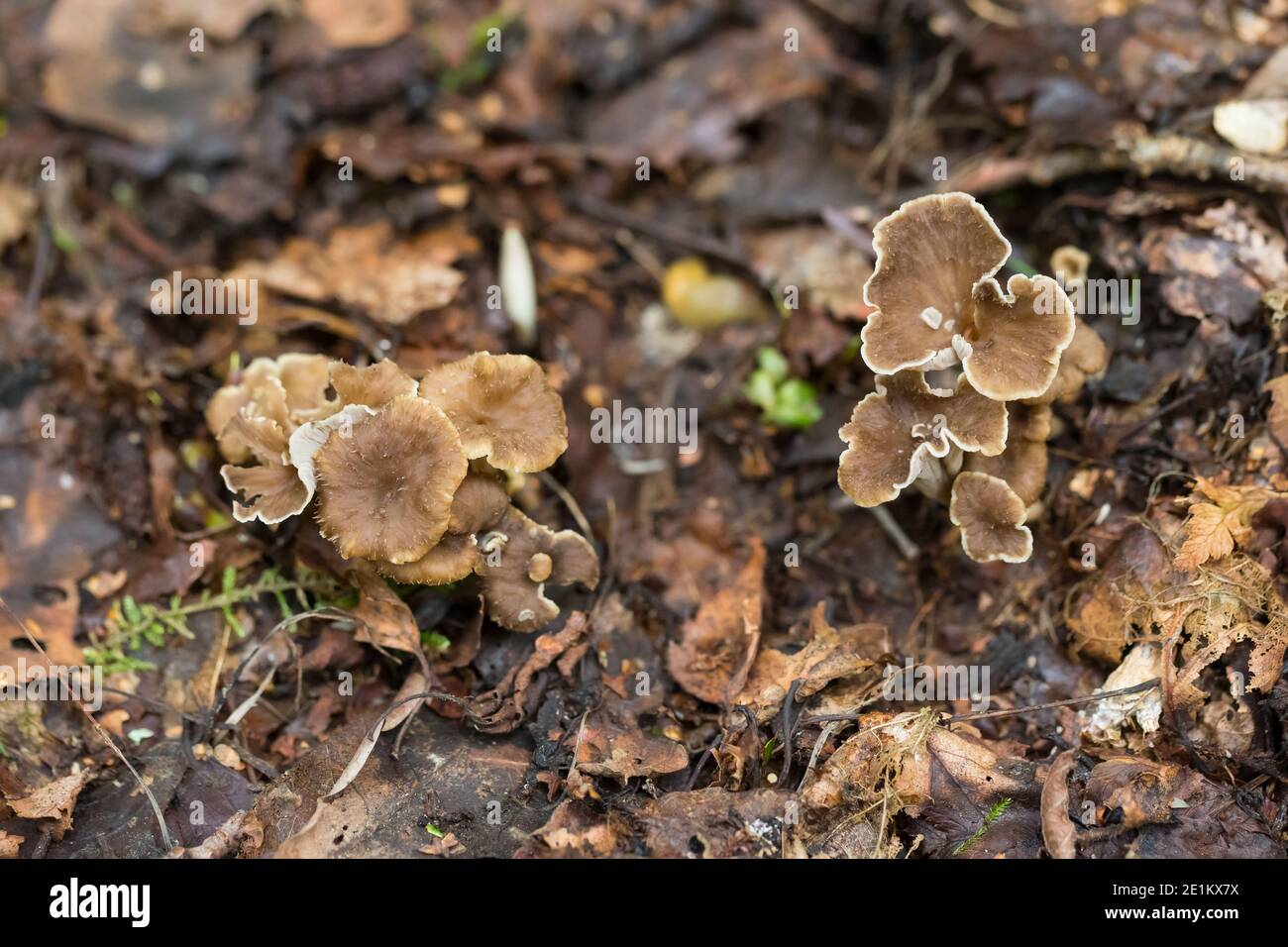 Ashen chanterelle (Pseudocraterellus sinuosus) Banque D'Images