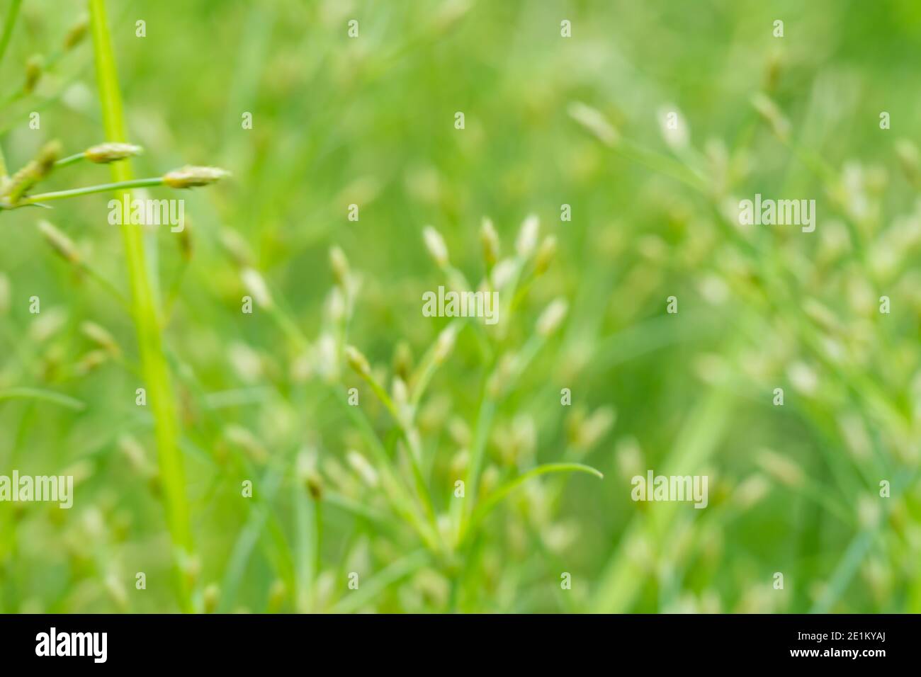 Fond de fleur d'herbe d'eau Banque D'Images