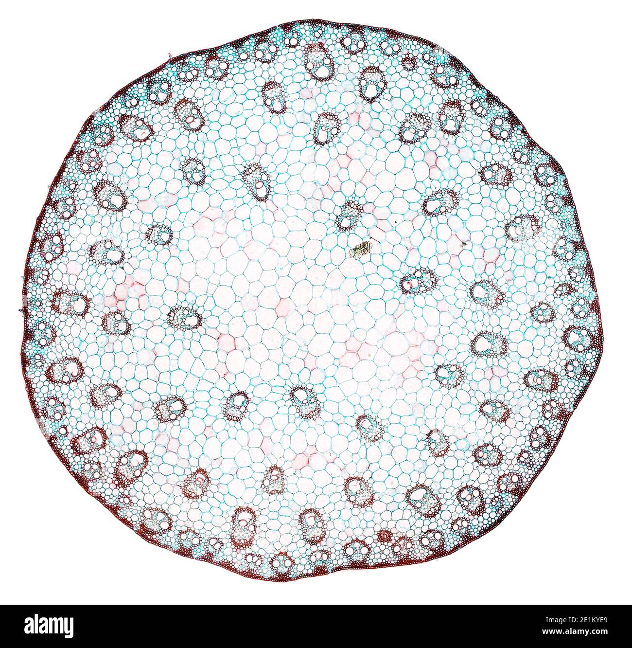 coupe transversale sous le microscope – vue microscopique de cellules végétales pour l'éducation botanique Banque D'Images